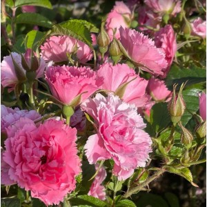 Rosa 'Pink Grootendorst', pargiroos